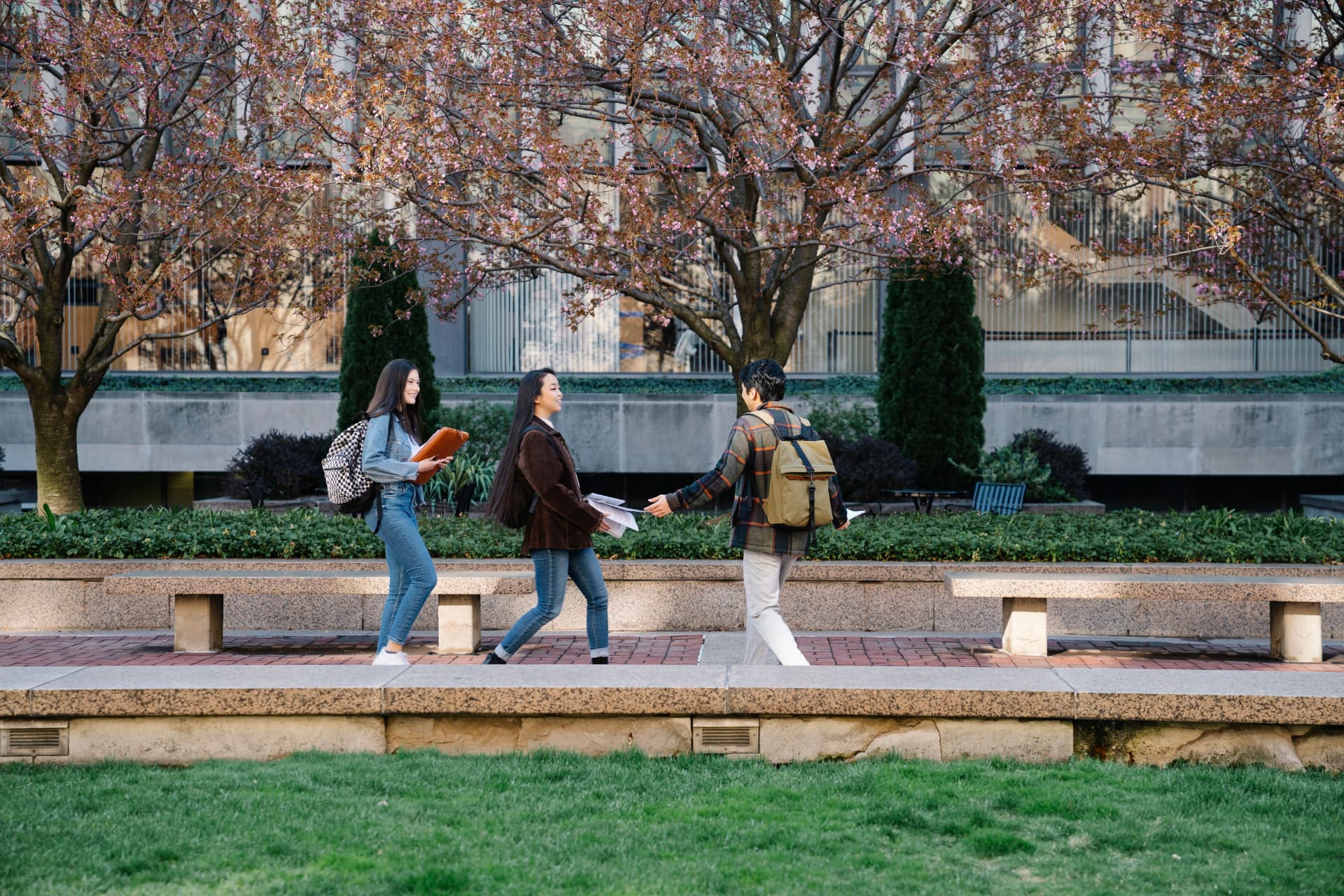 Students walking together beneath flowering trees on campus